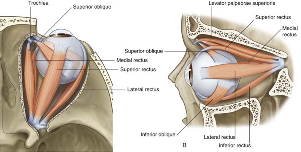 Oblique muscles Inferior oblique Origin: medial side of floor of orbit, posterior to orbital rim