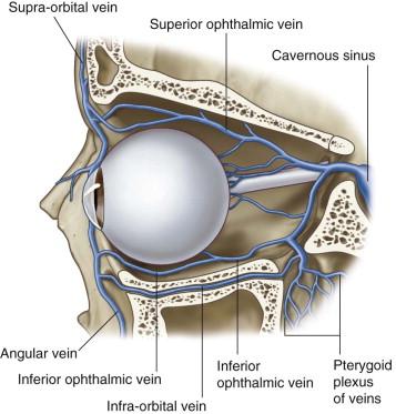 Veins 1. Supra-orbital v. and angular v. > Superior ophthalmic v. > through superior orbital fissure > Cavernous sinus 2. Inferior ophthalmic v.