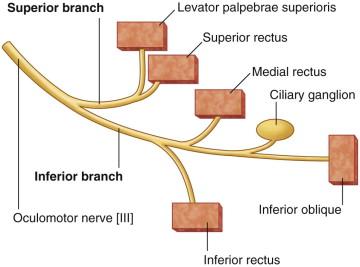 Oculomotor nerve [III] Sup. br. > 1. superior rectus m. 2. levator palpebrae superioris m. Inf. br. > 1. medial rectus 2.