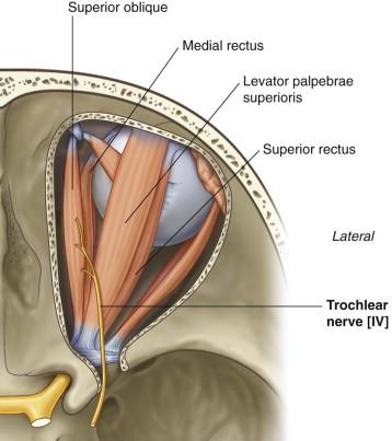 Trochlear nerve [IV] From posterior surface of midbrain > enters the edge of tentorium cerebelli > in the lateral wall of