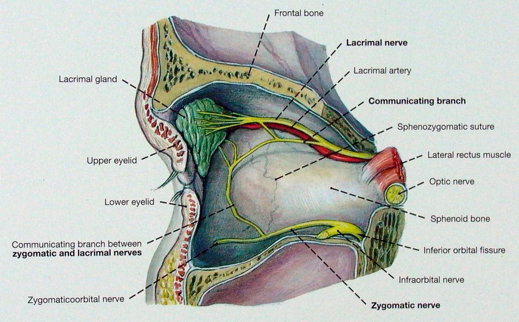 Lacrimal n. Along upper border of lat. rectus > receives a br. from zygomaticotemporal n.