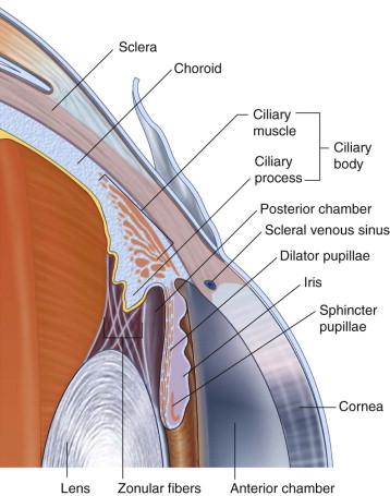 Walls of the eyeball 1. Outer fibrous layer: cornea and sclera 2.