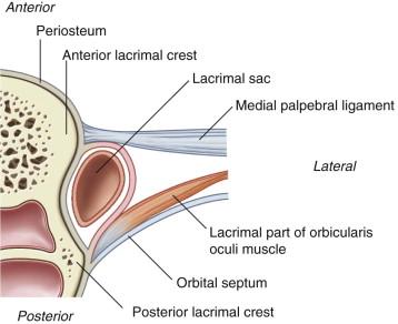 lacrimal crest Lateral palpebral ligament to zygomaitc bone 2.