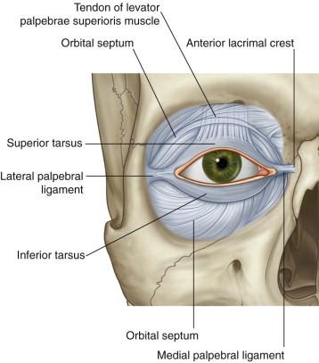 Tarsus Superior tarsus and inferior tarsus attach through medial palpebral ligament to anterior lacrimal crest of maxilla attach