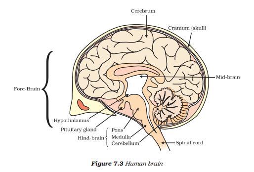 MIND MAP Human Nervous System Central Nervous System Peripheral Nervous System Brain Spinal Cord Somatic nervous system Visceral