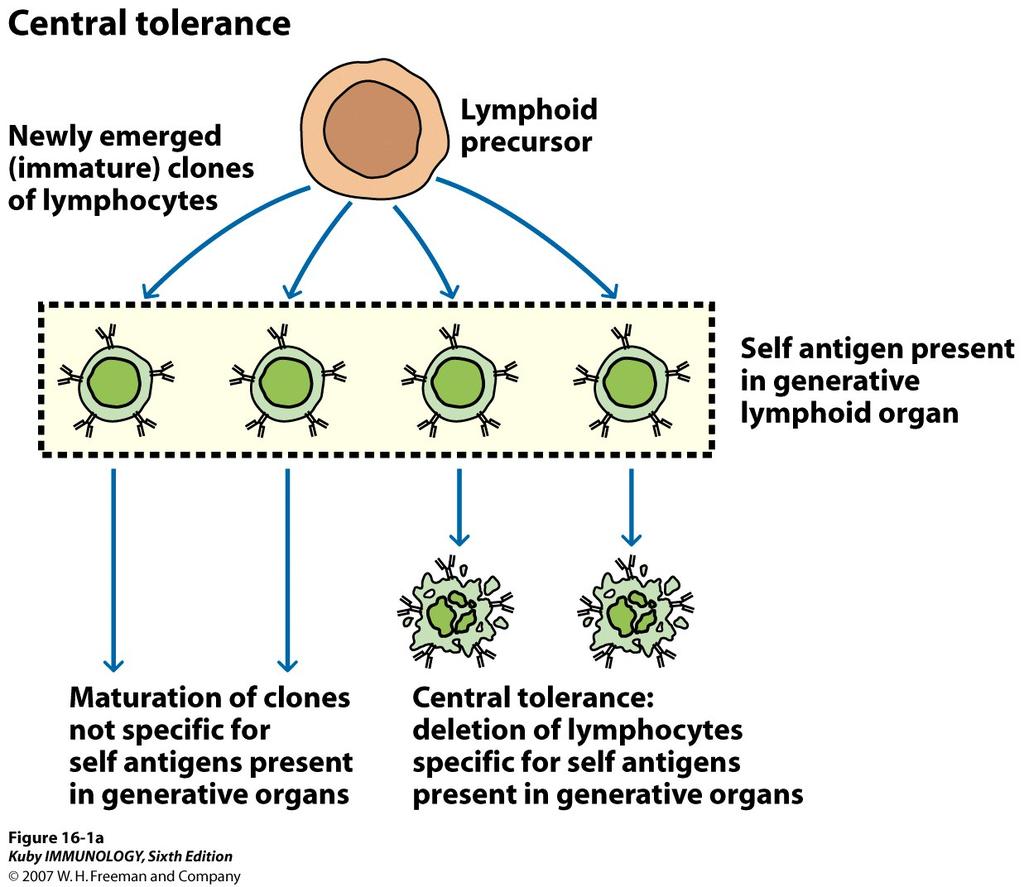 Both B and T lymphocytes undergo