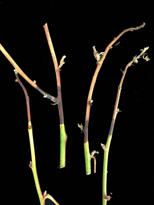Part 2; Blackberry primocane tip dieback: Potential causes and cultivars affected Mengjun Hu and Guido Schnabel, Clemson University Summary.