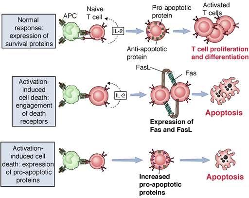 Activation-induced cell death : death of mature T cells upon recognition of self antigens From Abbas