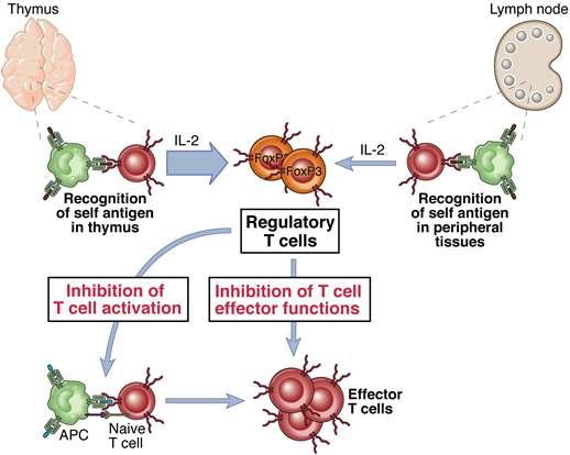 Regulatory T cells From Abbas, Lichtman and