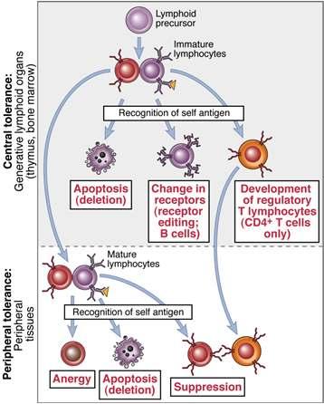 Central and peripheral tolerance The principal fate of lymphocytes that recognize self antigens in the generative organs is death (deletion), BUT: Some B cells may change their