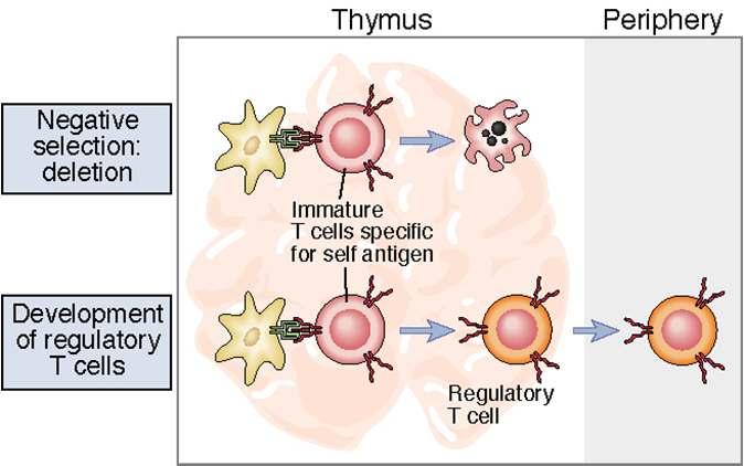 Consequences of self antigen recognition in thymus From: