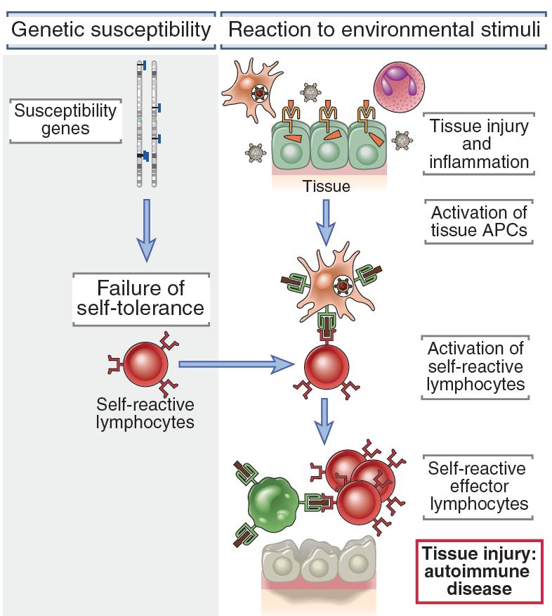Autoimmunity 22 Definition: immune response against self (auto-) antigen, by implication pathologic Much of our knowledge of immunological disorders is based on mouse models Elucidating the causes of