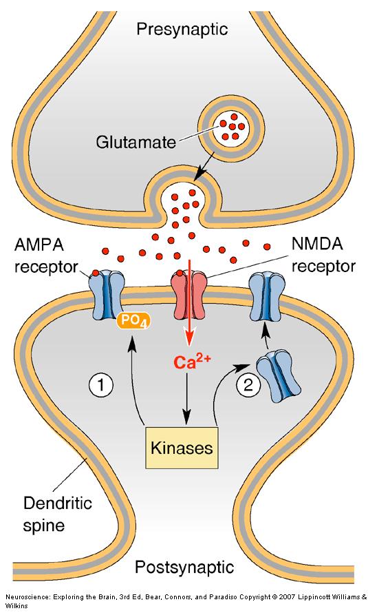NMDA receptors and hippocampal LTP NMDA receptor activation by concurrent pre- and postsynaptic
