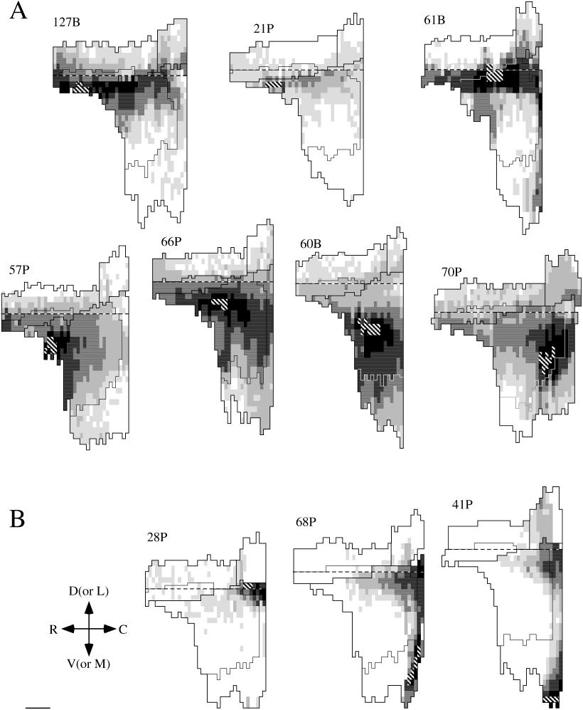 PERIRHINAL, POSTRHINAL, AND ENTORHINAL INTERCONNECTIONS 303 Fig. 5. Unfolded maps of the density and distribution of label arising from entorhinal injection sites.