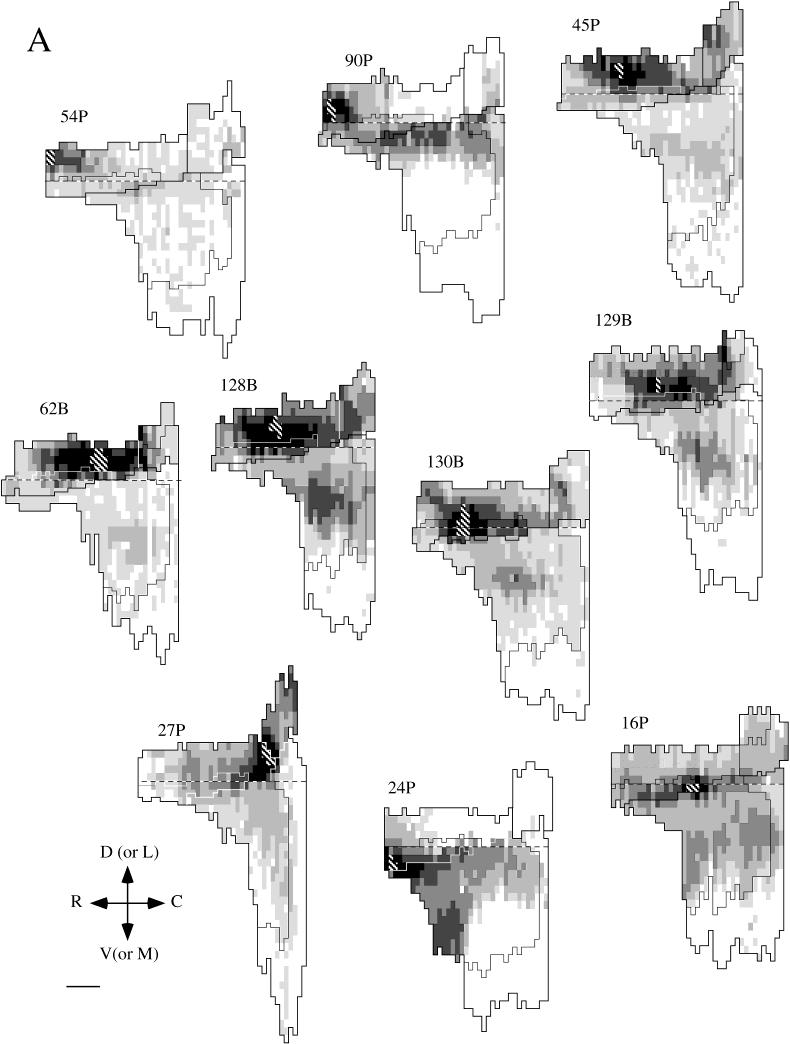 300 R.D. BURWELL AND D.G. AMARAL Fig. 3. Unfolded maps of the density and distribution of label arising from perirhinal injection sites.