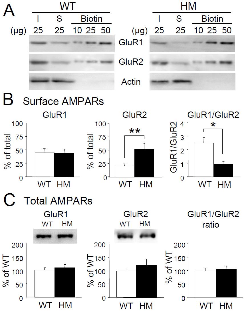 Figure 3.2. Increased surface GluR2 levels in GluR1-S845A mutants. A. Sample blots of biotinylation results.