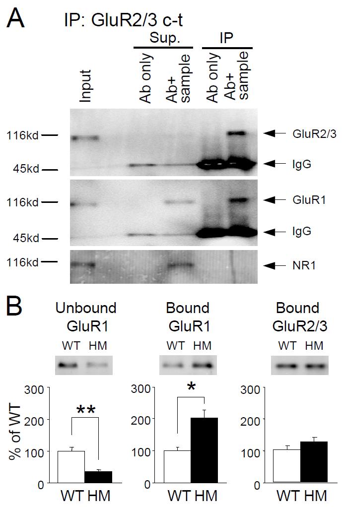 Figure 3.4. A reduction of GluR1 homomers in GluR1-S845A mutants. A. Validation of the saturated GluR2/3 coimmunoprecipitation protocol.