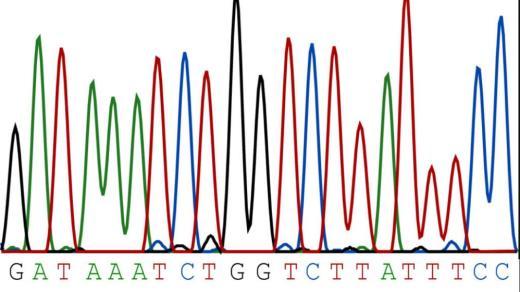 Sanger Sequencing HCV RNA dntp ddntp DNA polymerase Primer RT-PCR PCR amplification dsdna strand separation cdna PCR amplicon ssdna Primer annealing, dntp incorporation &