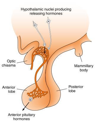 Pituitary Gland (Cont.) Hypothalamus-Pituitary Complex Endocrine and Reproductive Physiology. White, Bruce A.