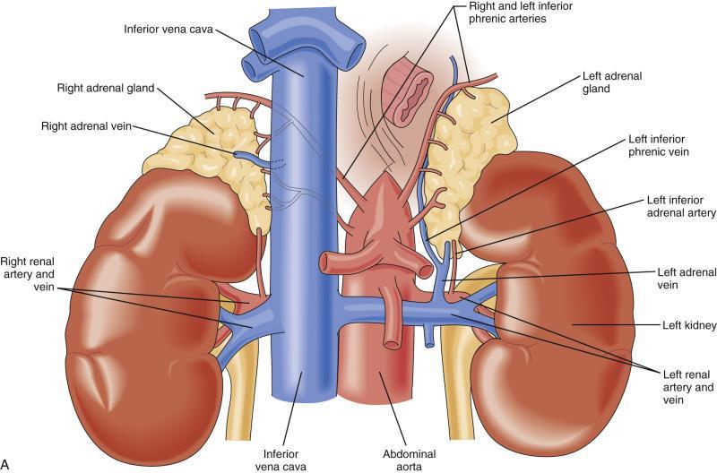 Adrenal Glands The Adrenal Glands, Sabiston Textbook of Surgery. Yeh, Michael W.; Livhits, Masha J.