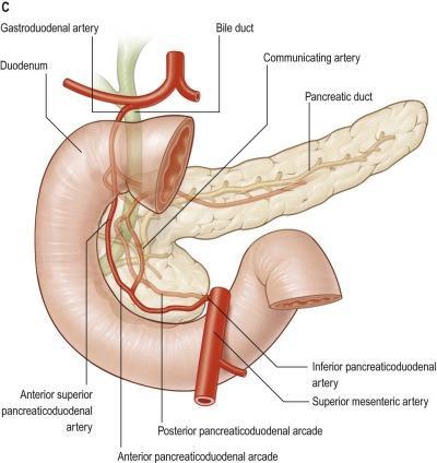 Pancreas (Cont.) Pancreas Gray's Anatomy.