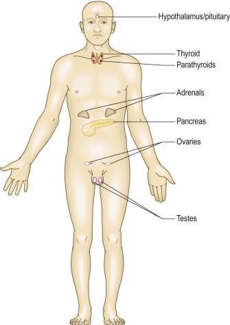 Anatomy & Physiology The Endocrine System The endocrine system, Macleod's Clinical Examination.