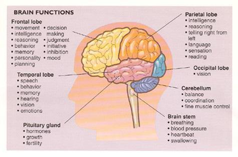 Functions of the Brain Right Brain (Sensory) Senses Memory Affect Emotional