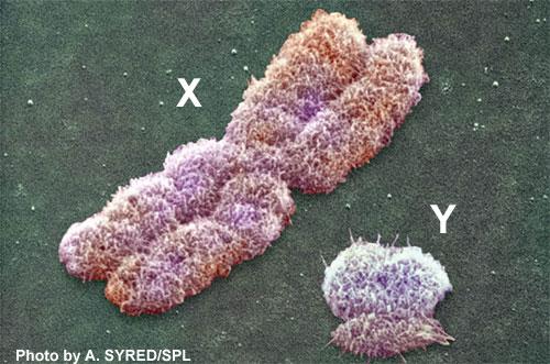 Sex chromosomes Provide basis for sex determination One sex has matching pair.