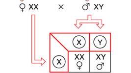 Sex determination in humans Children receive only an X chromosome from mother but X or Y from father.
