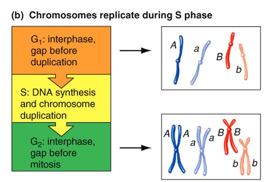 Chromosome replication during S phase Synthesis of