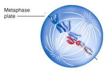Metaphase middle stage Chromosomes move towards