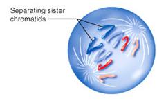 Anaphase Separation of sister chromatids