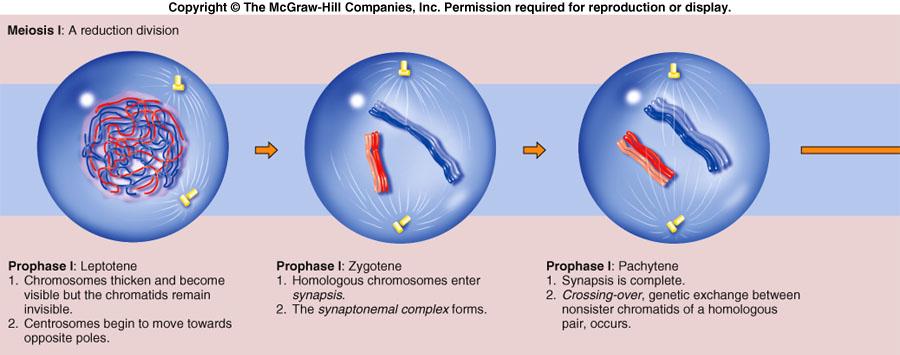 Meiosis Prophase