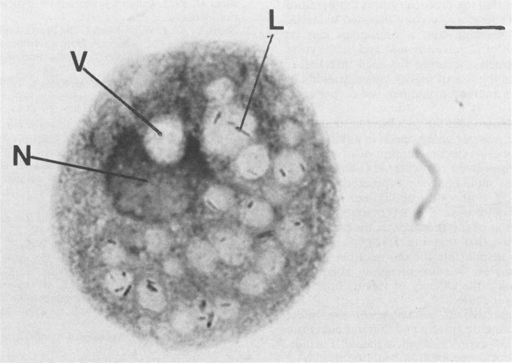 VOL. 47, 1984 PROLIFERATION OF LEGIONELLA PNEUMOPHILA IN PROTOZOA 469 Ef 7- a 0. o E 6 L a)i e- - wl.-, 4- O 3. 0 -J 3 TIME (days) K-.- 1- - - FIG. 4. Effets of various fators on the growth of L.
