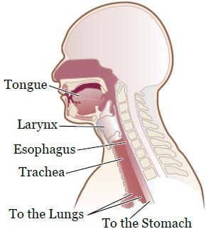 PATIENT & CAREGIVER EDUCATION Radiation Therapy to the Head and Neck: What You Need to Know About Swallowing This information describes swallowing problems that can be caused by radiation therapy to