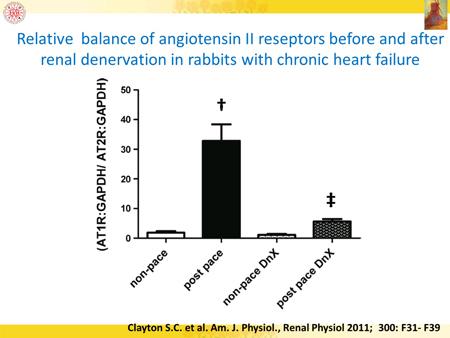 significantly improved, the renal vascular resistance was significantly increased in this cardiorenal syndrome in rabbits and significantly decreased after denervation.