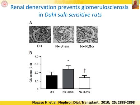 This is another nice experiment that the glomerular injury can be reduced in this model, --- rats.