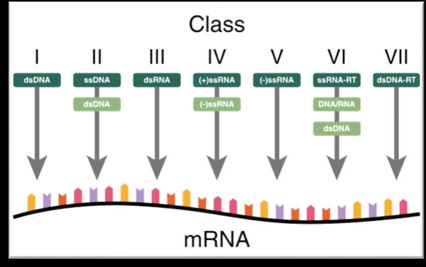 Virus Taxonomy-ICTV Classification Order (-virales) Family (-viridae)