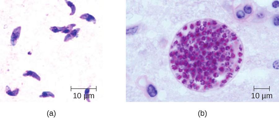 OpenStax-CNX module: m64867 7 Figure 4: (a) Giemsa-stained Toxoplasma gondii tachyzoites from a smear of peritoneal uid obtained from a mouse inoculated with T. gondii. Tachyzoites are typically crescent shaped with a prominent, centrally placed nucleus.