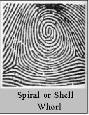 Whorl with a single centre and spirally arranged ridges are twining either in clockwise or anticlockwise direction (Whorl spiral). 3. Double loop type whorls with two cores.