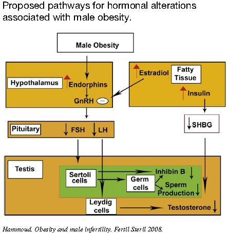 Male Obesity Male Obesity leads to: Hypo-gonadotrophic, hyperestrogenic hypo-androgenism Accumulation
