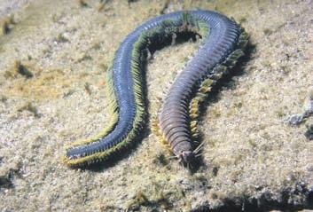 They have a welldeveloped head region with sense organs and a mouth. Some live in tubes and are filter feeders. Others burrow in mud or sand; some swim in search of food.