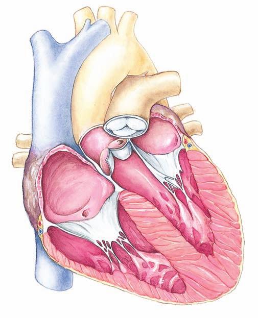 538 PART VI Physiological Processes Aorta Superior vena cava Right pulmonary veins Aortic semilunar valve Right atrium Tricuspid valve (right atrioventricular valve) Inferior vena cava Left pulmonary