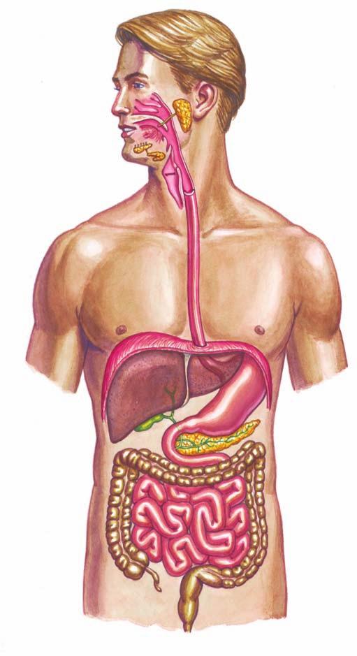 546 PART VI Physiological Processes Oral cavity Teeth Tongue Sublingual salivary gland Diaphragm Liver Gallbladder Duodenum Large intestine Appendix Small intestine Anus Parotid gland Pharynx