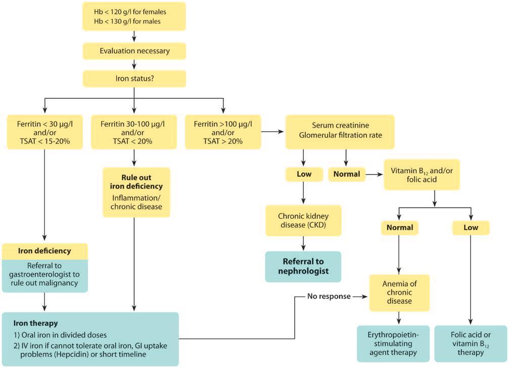 Management of preoperative anaemia