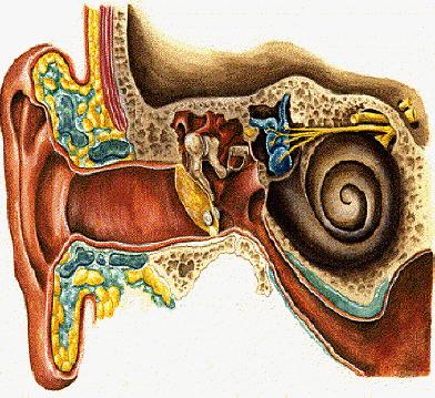Middle Ear Cross section of