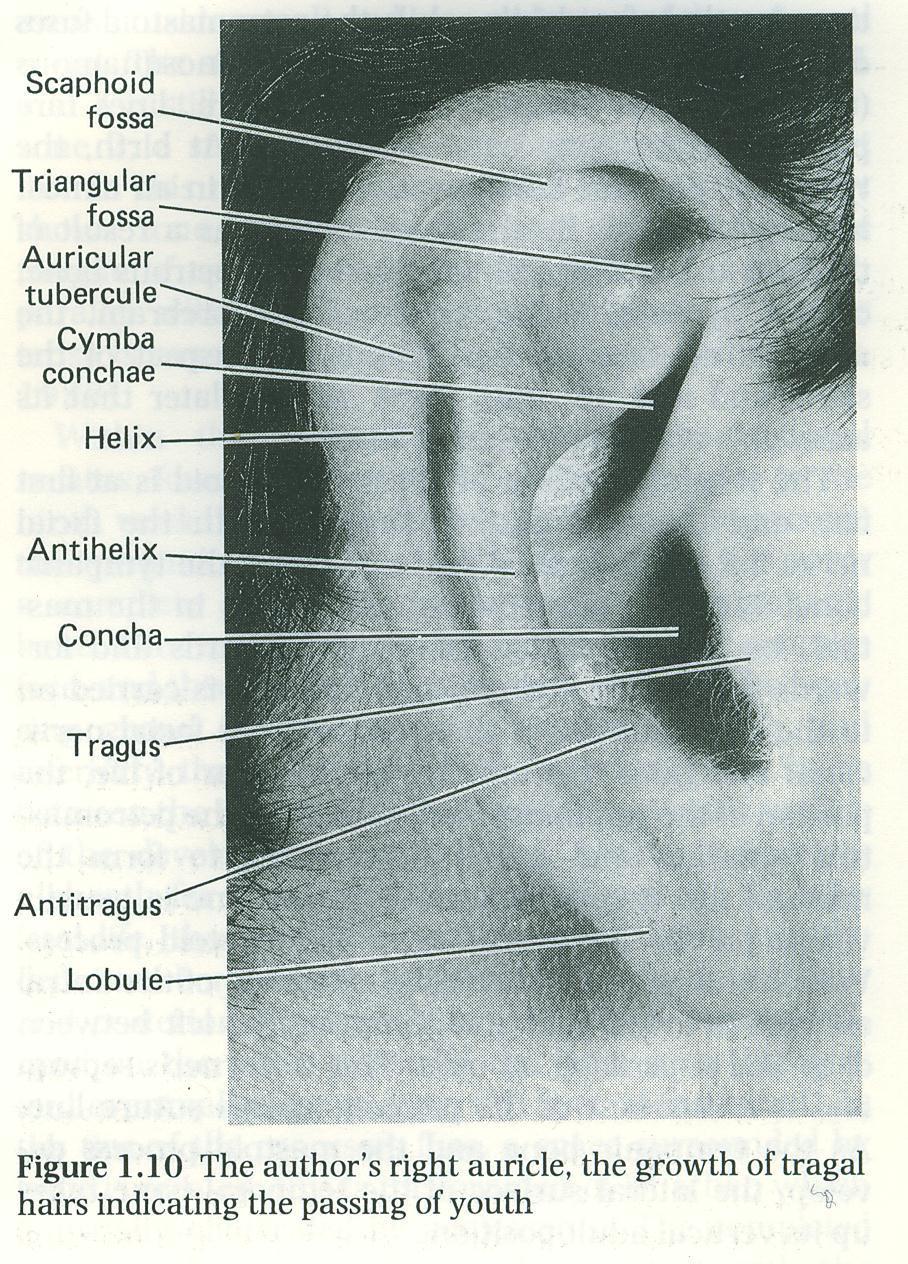 Auricle 3