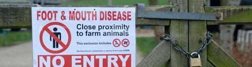 Foot and mouth disease In 2001, a serious outbreak of FMD in Britain resulted in the slaughter of many