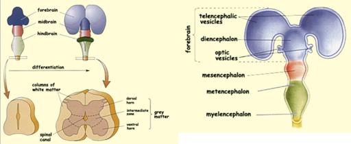 Development of the Nervous System 1 st 4 weeks rostral end of tube has 3 chambers (future ventricles) surrounding tissue becomes forebrain - telencephalon & diencephalon /