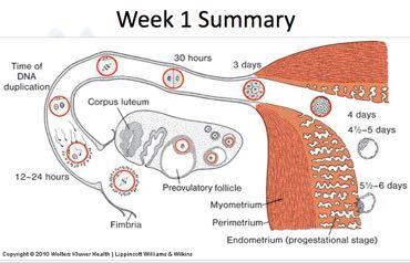 Development of the Nervous System 1 st month day 1 - fertilization of egg day 6 - uterine implantation day 18 - trilaminar (3-layered) disc (blastoderm, embryo)